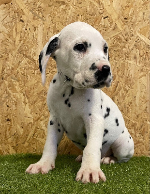 Les chiots de Dalmatien