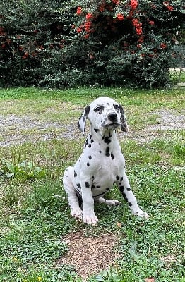 Les chiots de Dalmatien