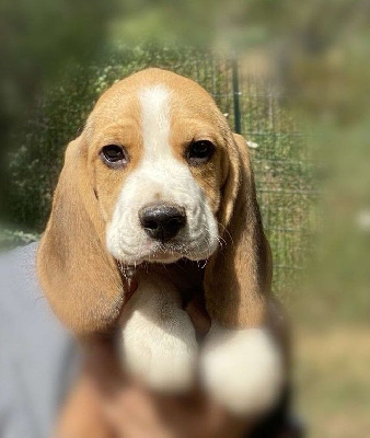 Les chiots de Beagle