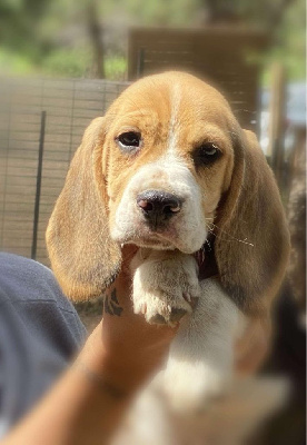 Les chiots de Beagle