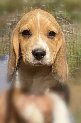 Les chiots de Beagle