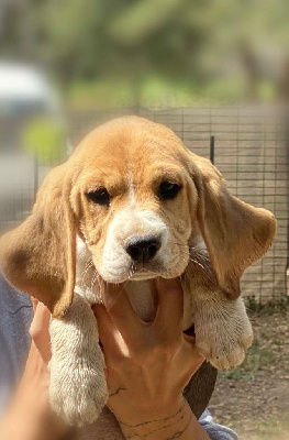 Les chiots de Beagle