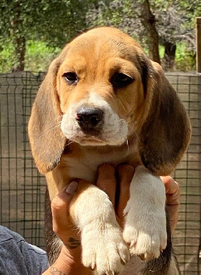 Les chiots de Beagle