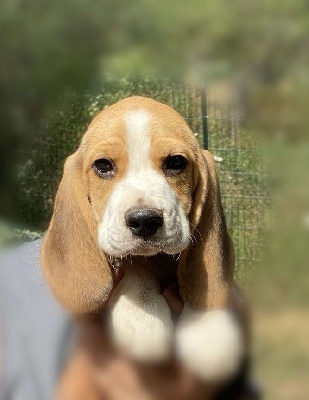 Les chiots de Beagle