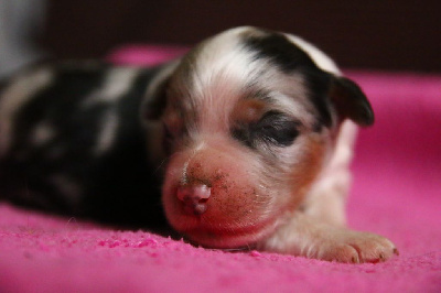 Les chiots de Berger Australien