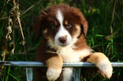 Les chiots de Berger Américain Miniature 