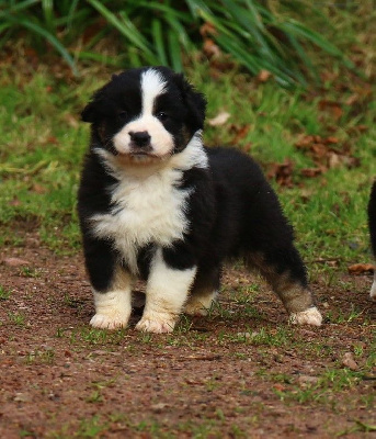 Les chiots de Berger Américain Miniature 