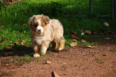 Les chiots de Berger Américain Miniature 