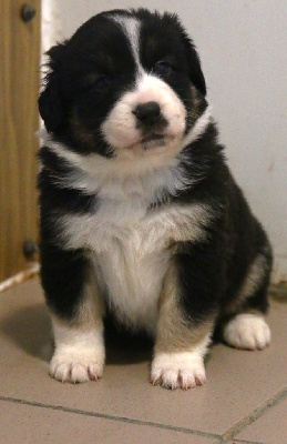 Les chiots de Berger Américain Miniature 