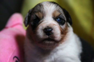 femelle bleue merle - Berger Australien