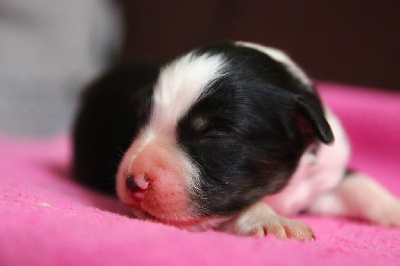 Les chiots de Berger Australien