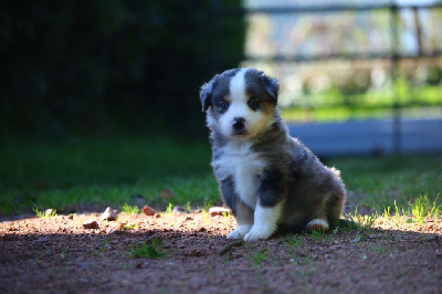 Les chiots de Berger Américain Miniature 