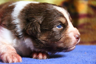 Les chiots de Berger Australien