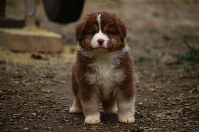 Les chiots de Berger Américain Miniature 