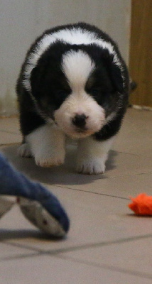 Les chiots de Berger Américain Miniature 