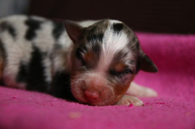 Les chiots de Berger Australien