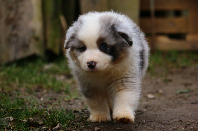 Les chiots de Berger Américain Miniature 