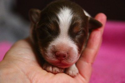 Les chiots de Berger Australien