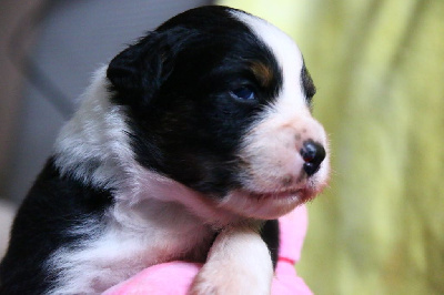 Les chiots de Berger Australien