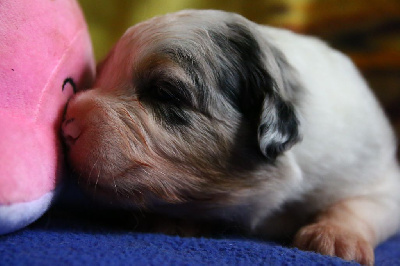 femelle bleue merle - Berger Australien