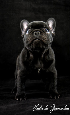 Les chiots de Bouledogue français