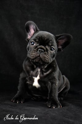 Les chiots de Bouledogue français