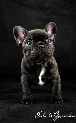 Les chiots de Bouledogue français