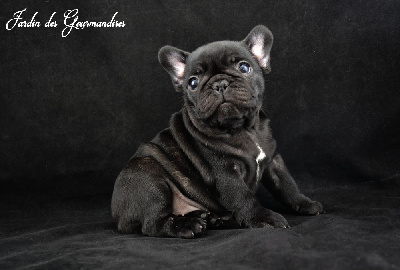 Les chiots de Bouledogue français