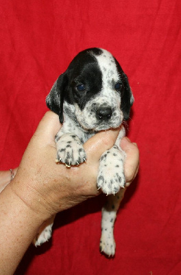 Les chiots de Braque d'Auvergne