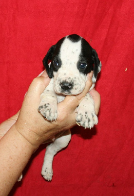 Les chiots de Braque d'Auvergne