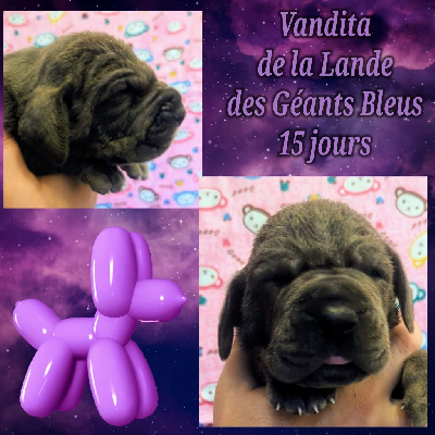 Les chiots de Dogue allemand