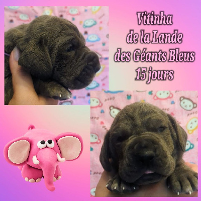 Les chiots de Dogue allemand