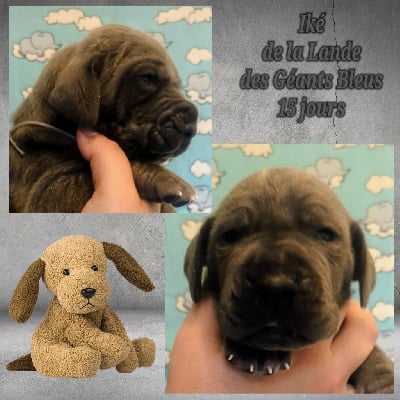 Les chiots de Dogue allemand