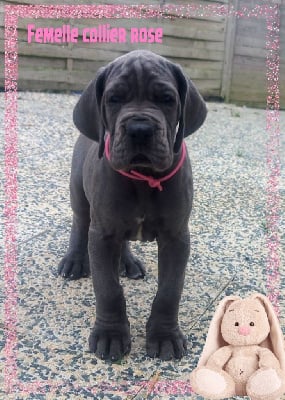 Les chiots de Dogue allemand