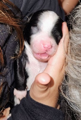 Les chiots de Bichon Havanais