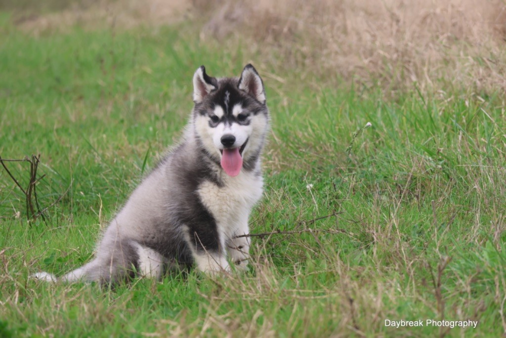 Vicking Bjorn - Siberian Husky