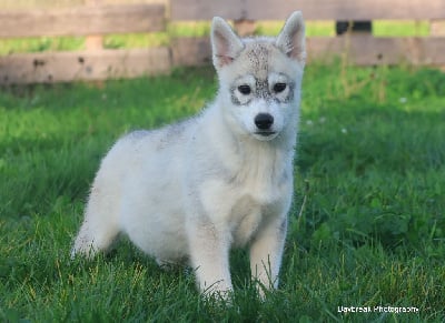 Les chiots de Siberian Husky