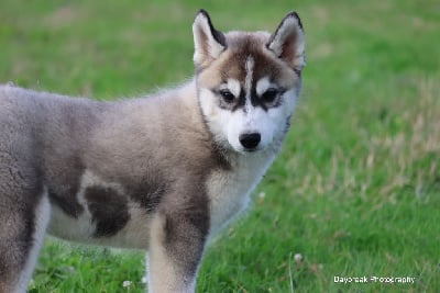 Les chiots de Siberian Husky