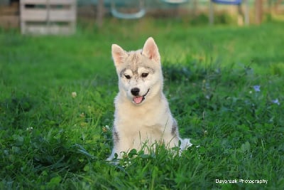 Les chiots de Siberian Husky