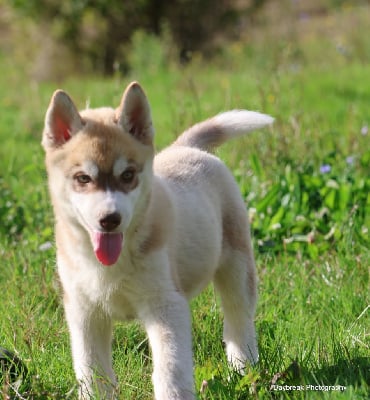 Les chiots de Siberian Husky