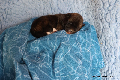 Les chiots de Akita americain