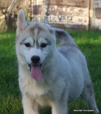 Les chiots de Siberian Husky