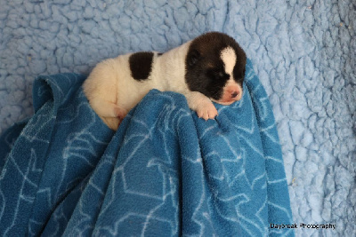 Les chiots de Akita americain