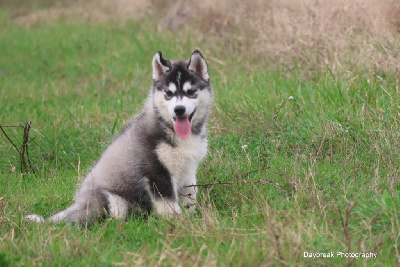 Les chiots de Siberian Husky