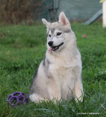 Les chiots de Siberian Husky