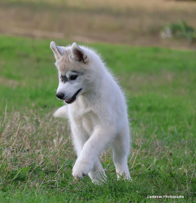 Les chiots de Siberian Husky