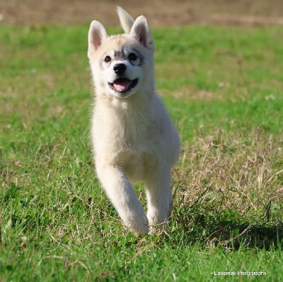 Les chiots de Siberian Husky