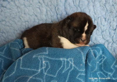 Les chiots de Akita americain