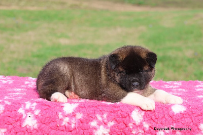 Les chiots de Akita americain