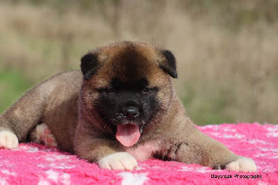 Les chiots de Akita americain